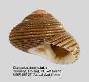 Clanculus denticulatus